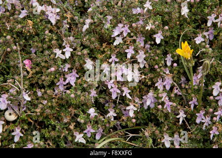 A shrubby germander, Teucrium brevifolium, in garrigue, Crete, Greece. Stock Photo
