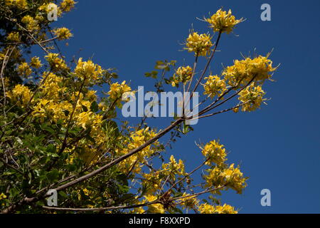 Honeysuckle Azalea or Yellow Azalea, Rhododendron luteum, in flower in spring, Lesvos, Greece Stock Photo