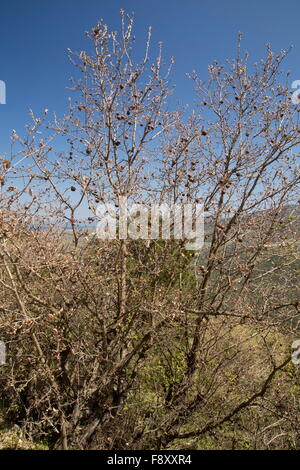 Gall Oak, Aleppo oak, Quercus infectoria, in early spring,  Lesvos, Greece Stock Photo