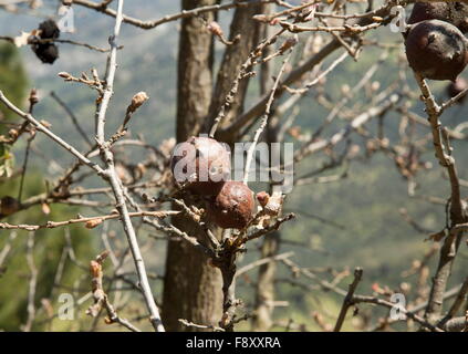 Gall Oak, Aleppo oak, Quercus infectoria, in early spring,  Lesvos, Greece Stock Photo