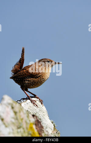Shetland Wren (Troglodytes troglodytes zetlandicus), UK Stock Photo