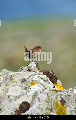 Shetland Wren (Troglodytes troglodytes zetlandicus), UK Stock Photo