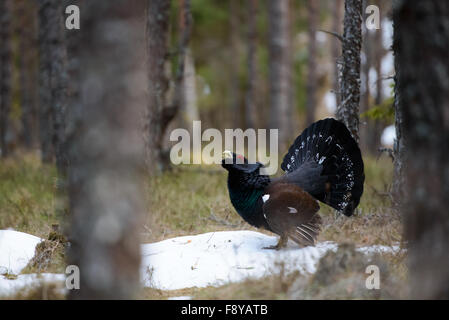 Western capercaillie, wood grouse (Tetrao urogallus), male displaying in wintry pine forest in Estonia. Stock Photo