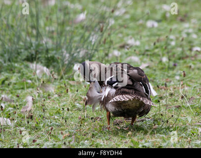 Female mallard (Anas platyrhynchos) preening wing feathers, seen from behind, in a field with grass and plantains Stock Photo