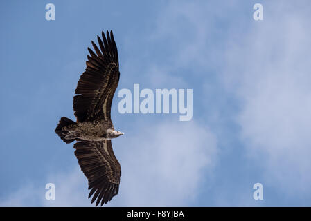 A flying Ruppell's Griffin vulture Stock Photo