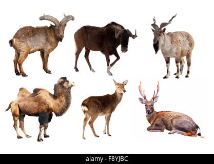 Set of Artiodactyla mammal animals. Isolated over white background Stock Photo