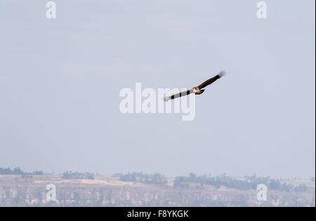 A flying Ruppell's Griffin Vulture at Debre Libanos, Ethiopia Stock Photo