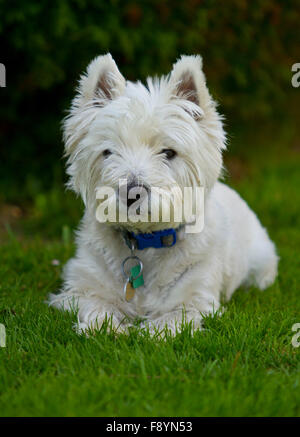 Jake the west highland white terrier posing in garden Stock Photo