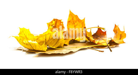 Autumn leafs isolated on white background Stock Photo