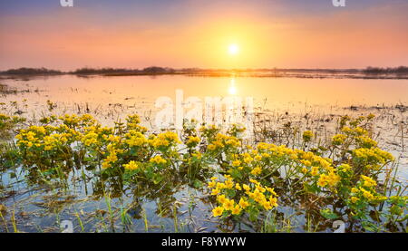Sunrise spring landscape, Biebrza National Park, Poland Stock Photo