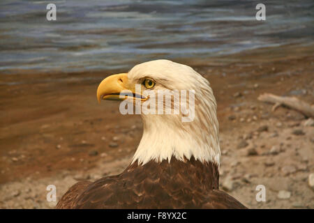 Bald Headed Eagle, close up shot with lake shore background. Diorama Stock Photo