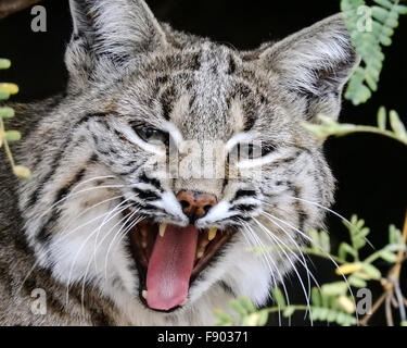 A Bobcat yawns waking from his slumber during a catnap in the afternoon. Stock Photo