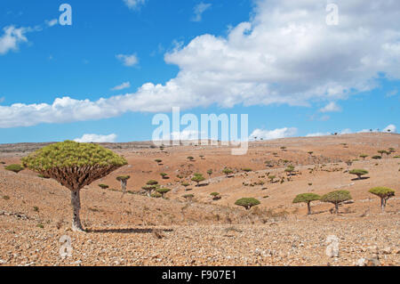 Dragon Tree Forest At Plateau Dixam Endemic Plant Of Socotra Island In Yemen Stock Photo Alamy