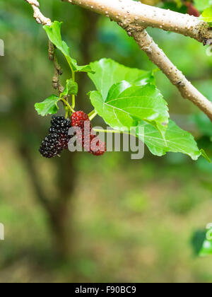 Branch of ripe mulberry. Berries on tree. Ripe mulberry hanging on tree ...