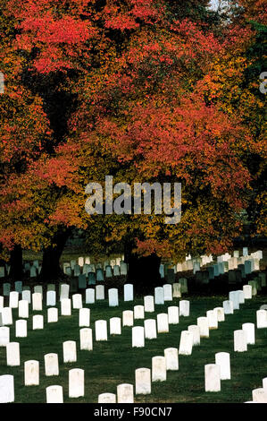 Grand old trees with colorful autumn leaves offset the starkness of thousands of white marble gravestones of United States military members interred in Arlington National Cemetery in Arlington County, Virginia, USA. The burial ground is the final resting place of more than 400,000 veterans of all the wars in which the Americans fought. It was established in1864 on more than 600 acres across the Potomac River from Washington, D.C. Stock Photo