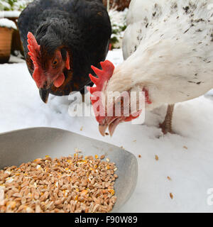 chickens in the winter snow Stock Photo