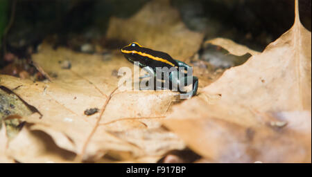 the lonely beautiful frog sits among branches and leaves Stock Photo