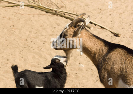 the goat family lives on a farm and eats hay Stock Photo