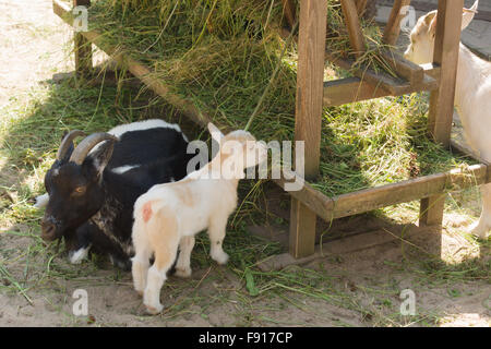 the goat family lives on a farm and eats hay Stock Photo
