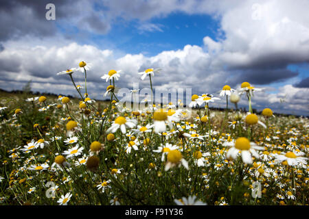 Corn chamomile, mayweed, scentless chamomile, or field chamomile Anthemis arvensis, nice wildlife flowers blue sky Stock Photo