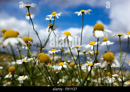 Corn Chamomile Anthemis arvensis, nice wildlife flowers blue sky Stock Photo