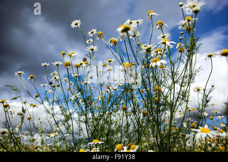 Corn Chamomile Anthemis arvensis, nice wildlife flowers blue sky Stock Photo