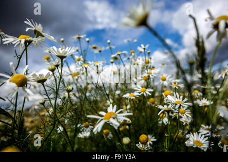 Corn chamomile, mayweed, scentless chamomile, or field chamomile Anthemis arvensis, nice wildlife flowers blue sky Stock Photo