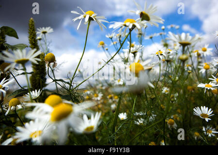 Corn Chamomile Anthemis arvensis, nice wildlife flowers blue sky Stock Photo