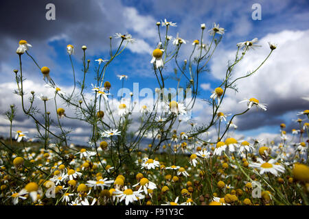 Corn Chamomile Anthemis arvensis, nice wildlife flowers blue sky Stock Photo