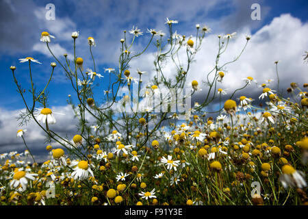 Corn Chamomile Anthemis arvensis, nice wildlife flowers blue sky Stock Photo