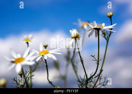 Corn Chamomile Anthemis arvensis, nice wildlife flowers blue sky Stock Photo