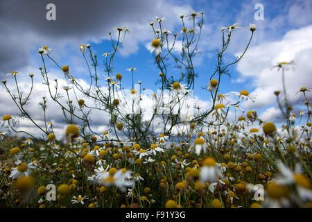 Corn Chamomile Anthemis arvensis, nice wildlife flowers blue sky Stock Photo