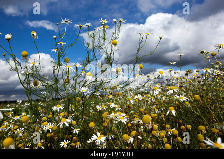 Corn Chamomile Anthemis arvensis, nice wildlife flowers blue sky Stock Photo