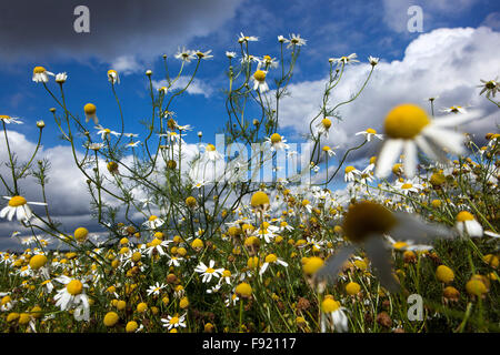 Corn Chamomile Anthemis arvensis, nice wildlife field flowers blue sky Stock Photo