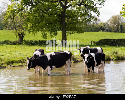 UK, England, Cheshire, Astbury, Fresian dairy cattle cooling off in Macclesfield Canal during hot weather Stock Photo