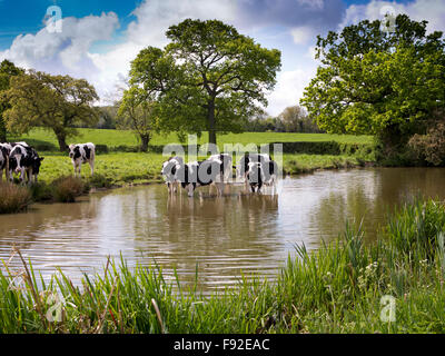 UK, England, Cheshire, Astbury, Fresian dairy cattle cooling off in Macclesfield Canal during hot weather Stock Photo