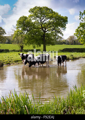 UK, England, Cheshire, Astbury, Fresian dairy cattle cooling off in Macclesfield Canal during hot weather Stock Photo