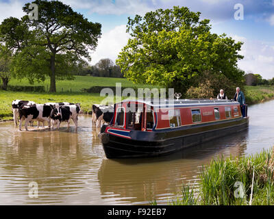 UK, England, Cheshire, Astbury, narrowboat passing  dairy cattle cooling off in Macclesfield Canal Stock Photo