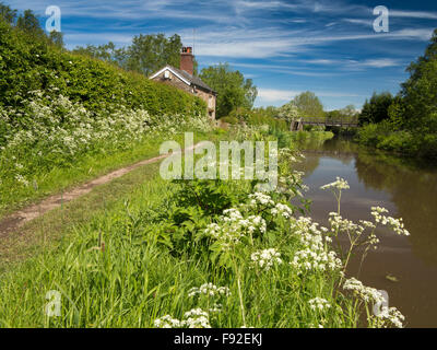 UK, England, Cheshire, Gawsworth, Fools Nook, Macclesfield Canal towpath Stock Photo
