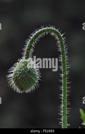 A Greenish Color Poppy ( Papaver oideae ) bud with dark green color background in my small garden at Noida, Uttar Pradesh, India Stock Photo