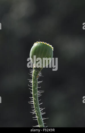 A Greenish Poppy ( Papaver oideae ) seeds pod with dark green color background in my small garden at Noida, Uttar Pradesh, India Stock Photo