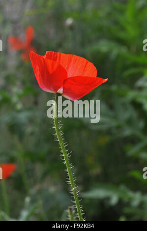 Beautiful Red Color Poppy (Papaver oideae) flower with green background blooming in my small garden at Noida Uttar Prades, India Stock Photo