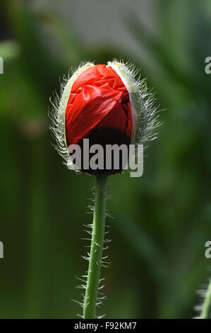 Beautiful Red Color Poppy ( Papaver oideae ) bud with green color background in my small garden at, Noida, Uttar Pradesh, India. Stock Photo