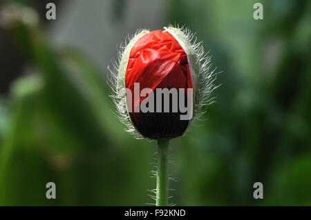 Beautiful Red Color Poppy ( Papaver oideae ) bud with green color background in my small garden at, Noida, Uttar Pradesh, India. Stock Photo