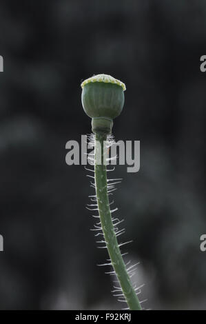 A Green Color Poppy ( Papaver oideae ) seeds pod with green color background in my small garden at, Noida, Uttar Pradesh, India. Stock Photo