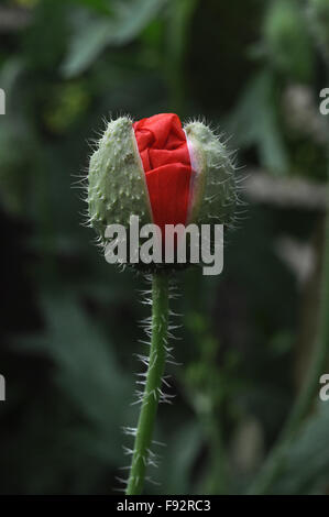 A Beautiful Red Color Poppy (Papaver oideae) buds with green color background  in my small garden at Noida, Uttar Pradesh, India Stock Photo