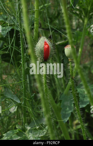 A Beautiful Red Color Poppy (Papaver oideae) buds with green color background in my small garden at Noida, Uttar Pradesh, India. Stock Photo