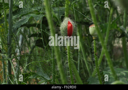 A Beautiful Red Color Poppy (Papaver oideae) bud with green color background in my small garden at, Noida, Uttar Pradesh, India. Stock Photo