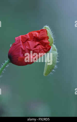 A Beautiful Red Color Poppy (Papaver oideae) bud with green color background in my small garden at, Noida, Uttar Pradesh, India. Stock Photo