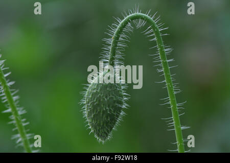 Beautiful Greenish Poppy (Papaver oideae) bud with dark green color background in my small garden at Noida, Uttar Pradesh, India Stock Photo